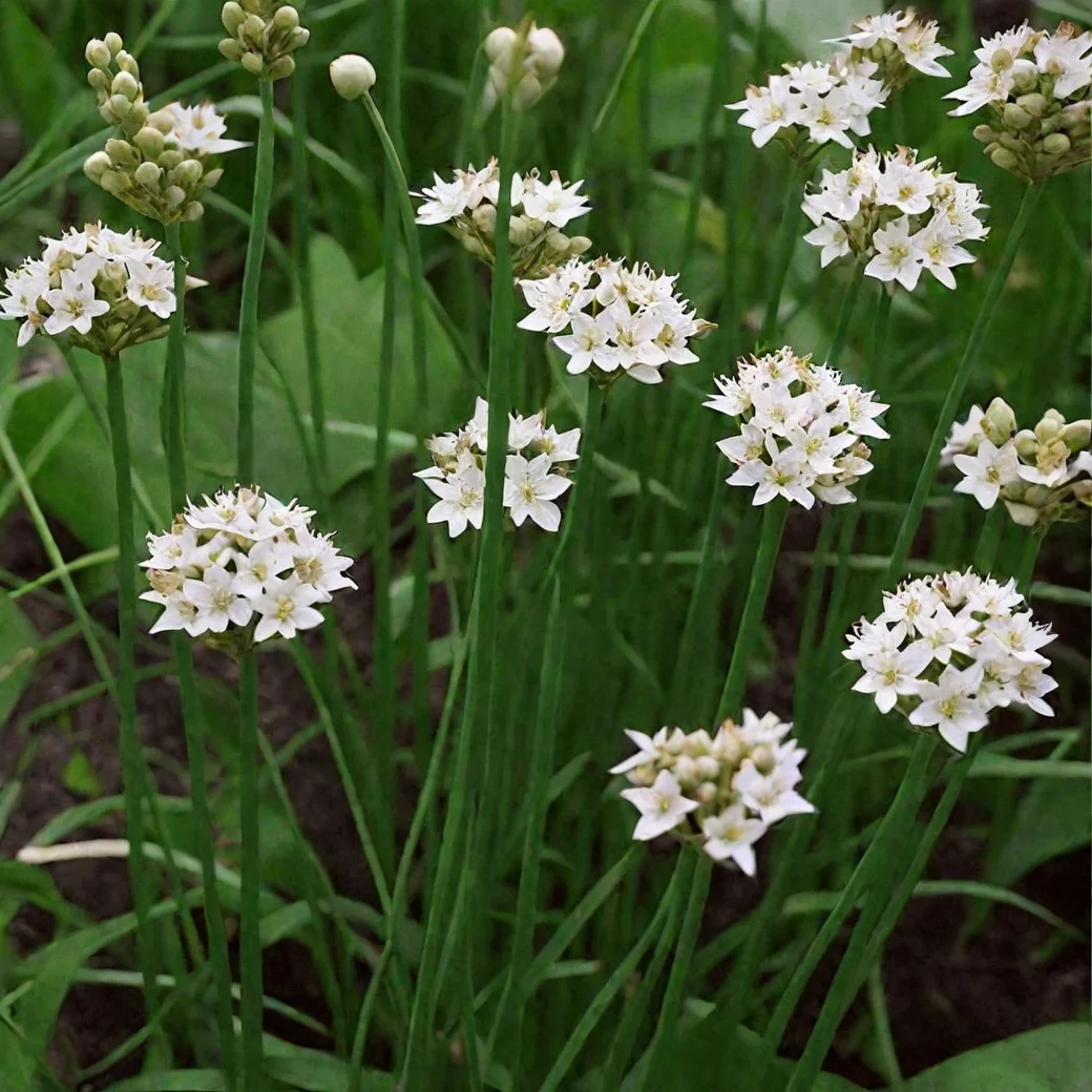 Лук Душистый - 2 изображение