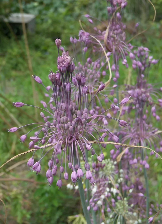 Лук Хорошенький