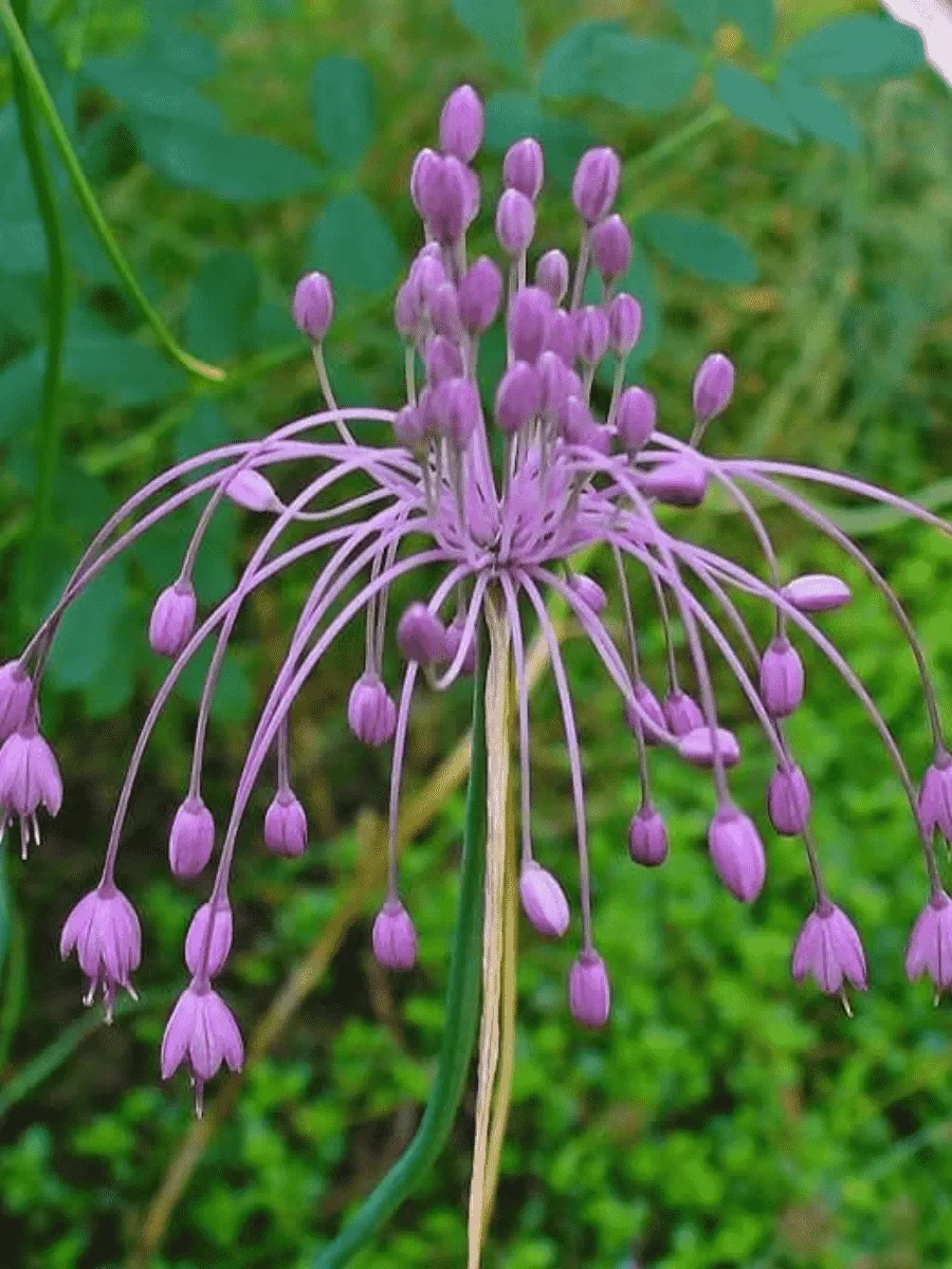 Лук Хорошенький - 2 изображение