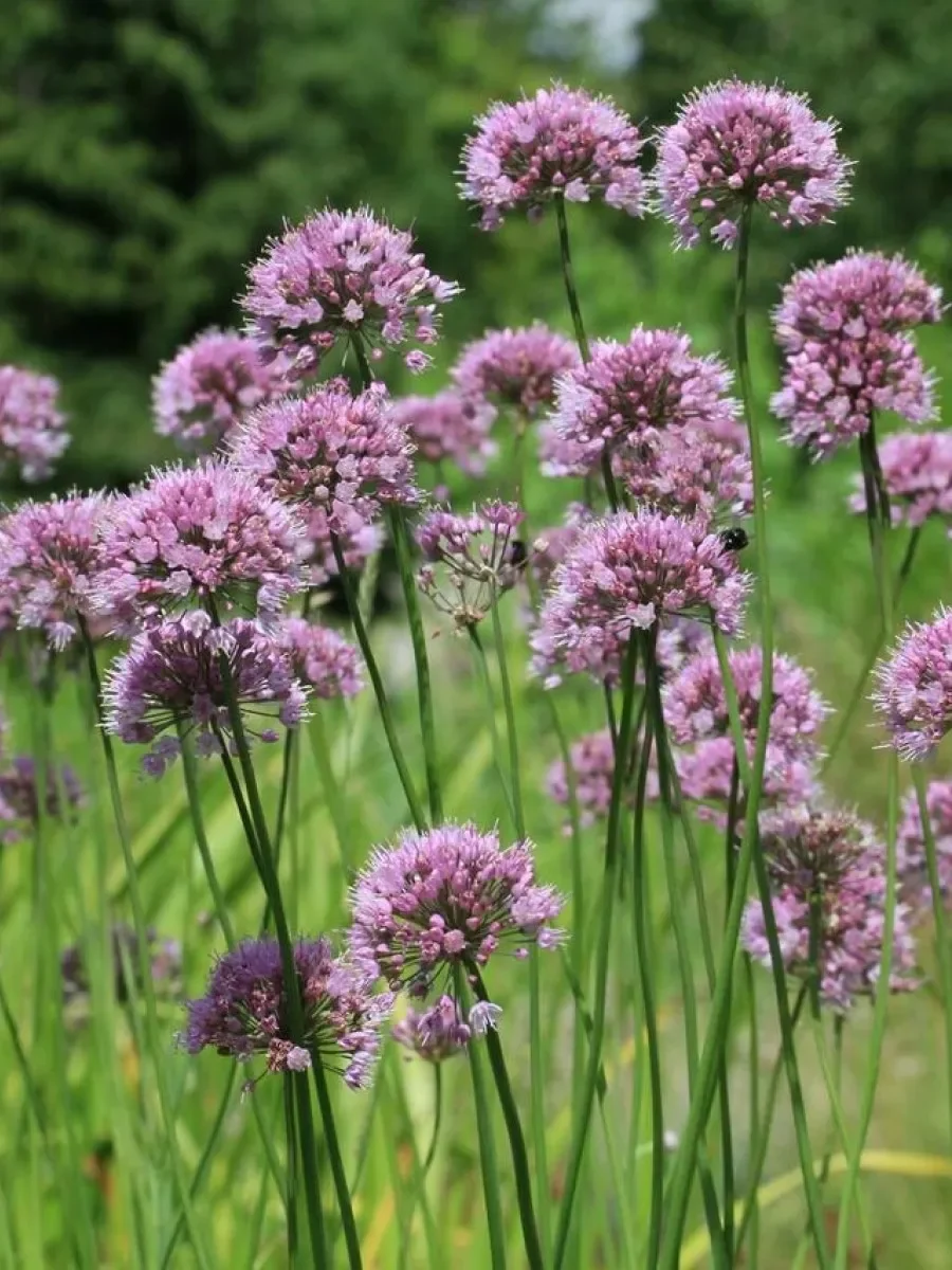 Лук-слизун (белый)