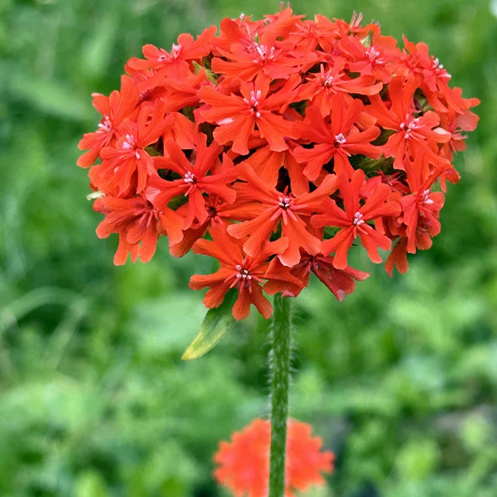 Лихнис халцедонский