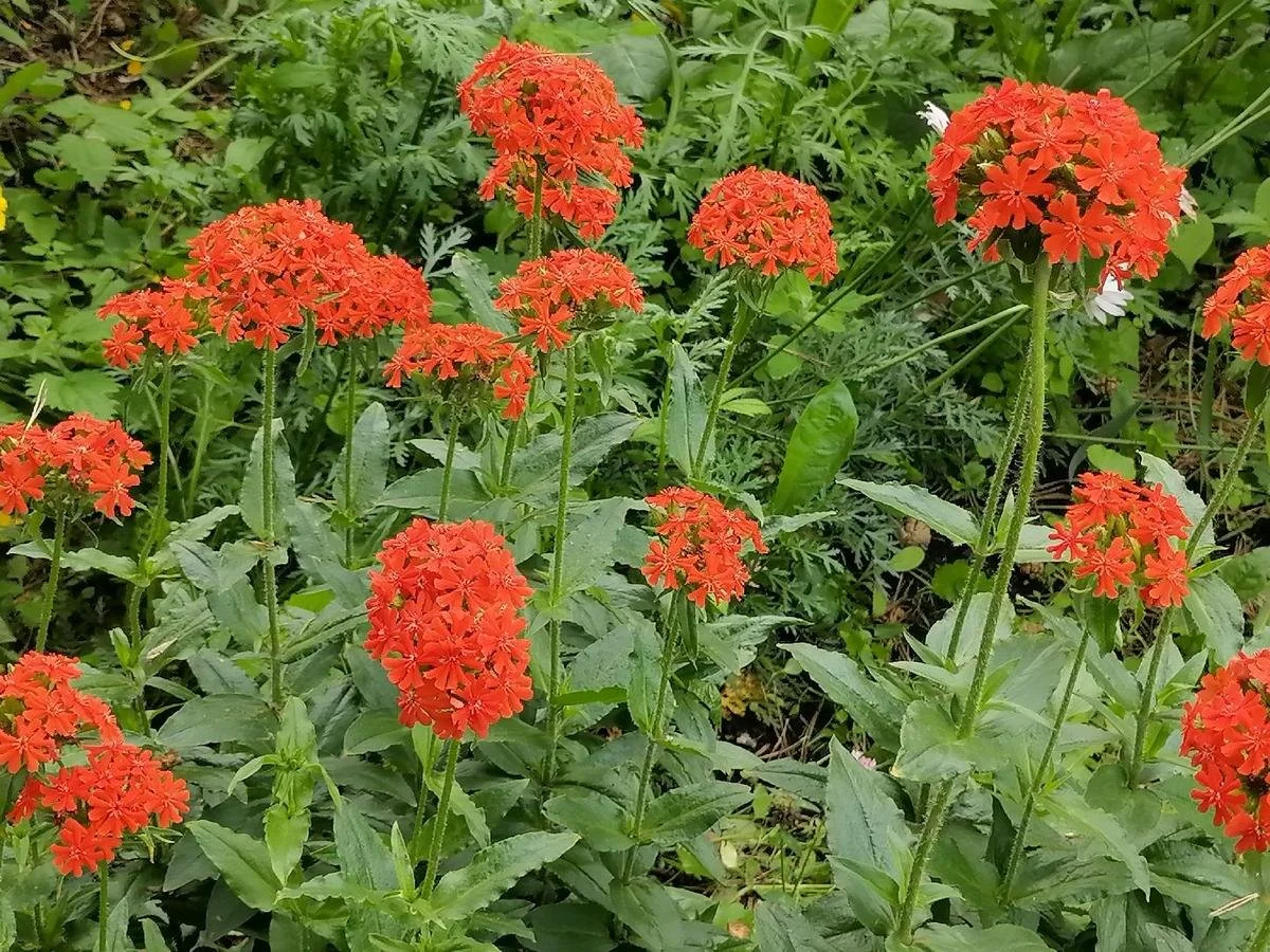 Лихнис халцедонский - 2 изображение