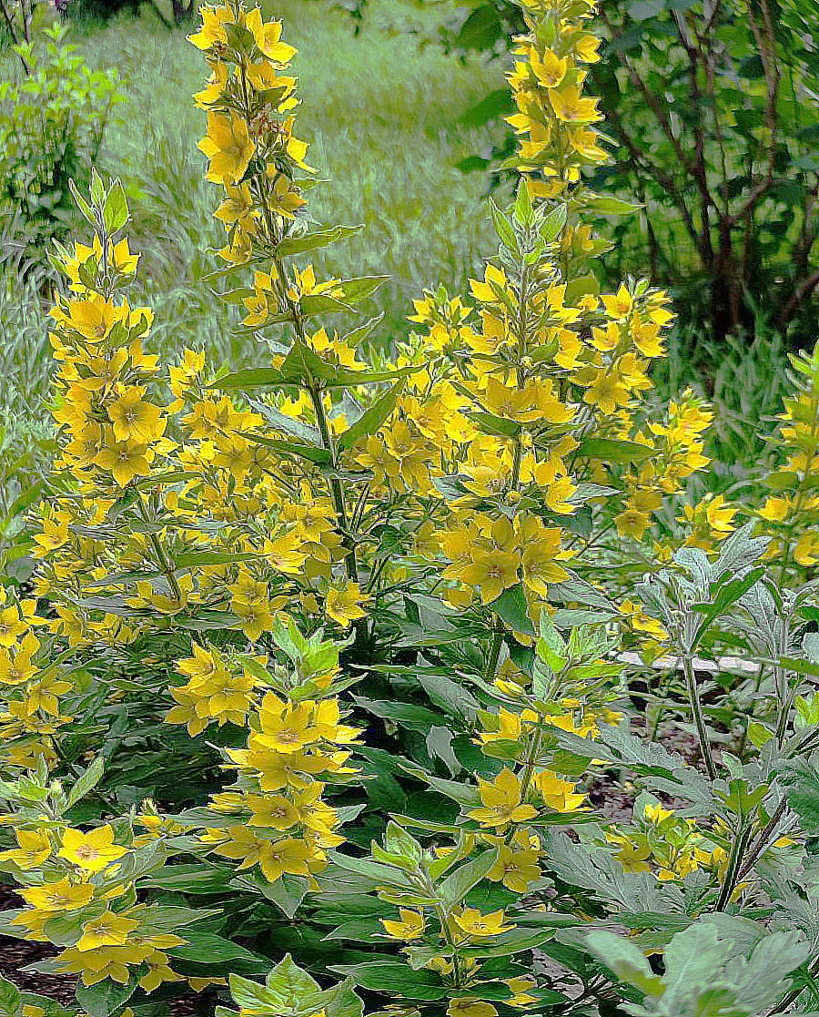 Вербейник точечный - 2 изображение