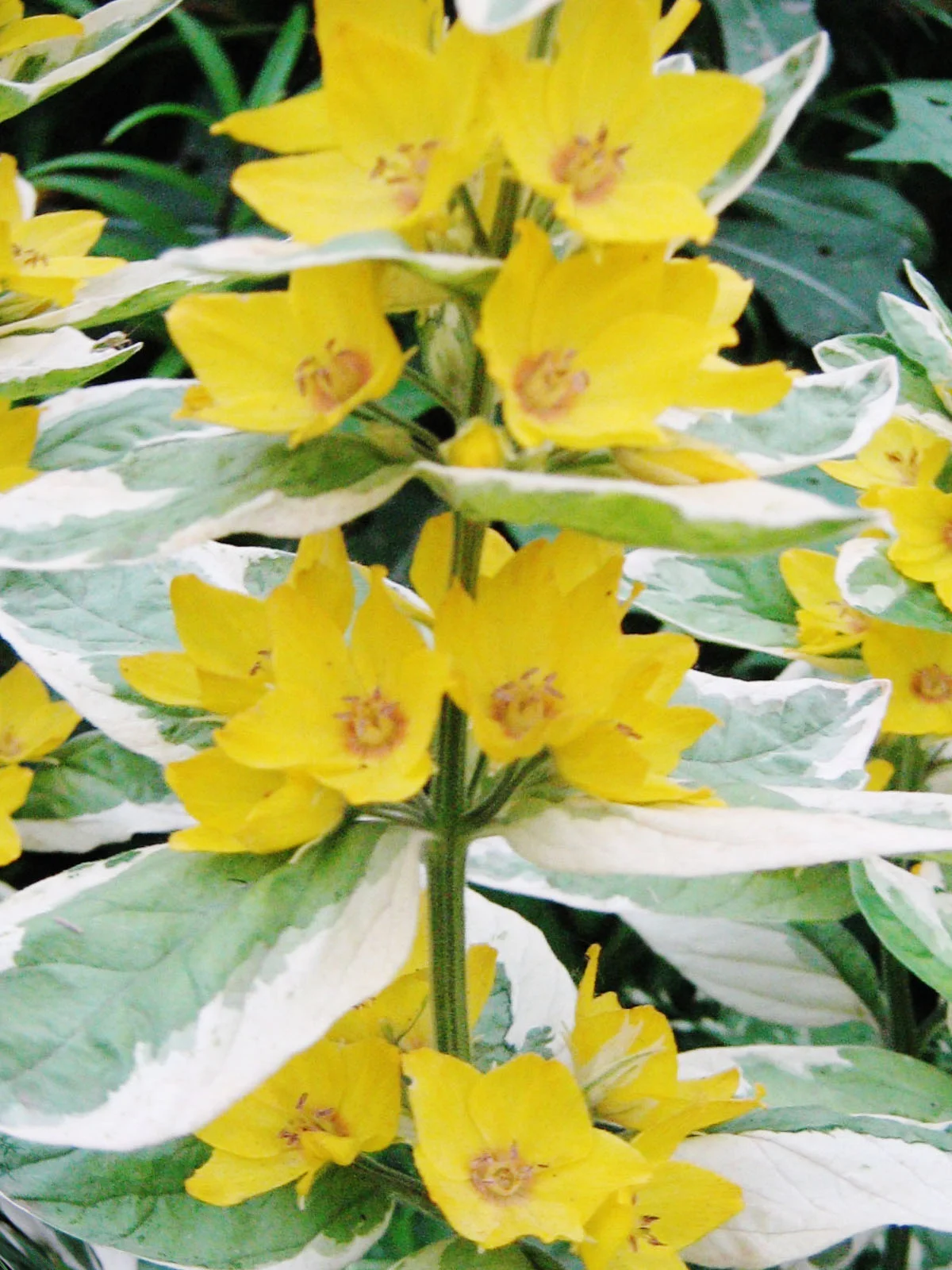 Вербейник точечный "Александр"