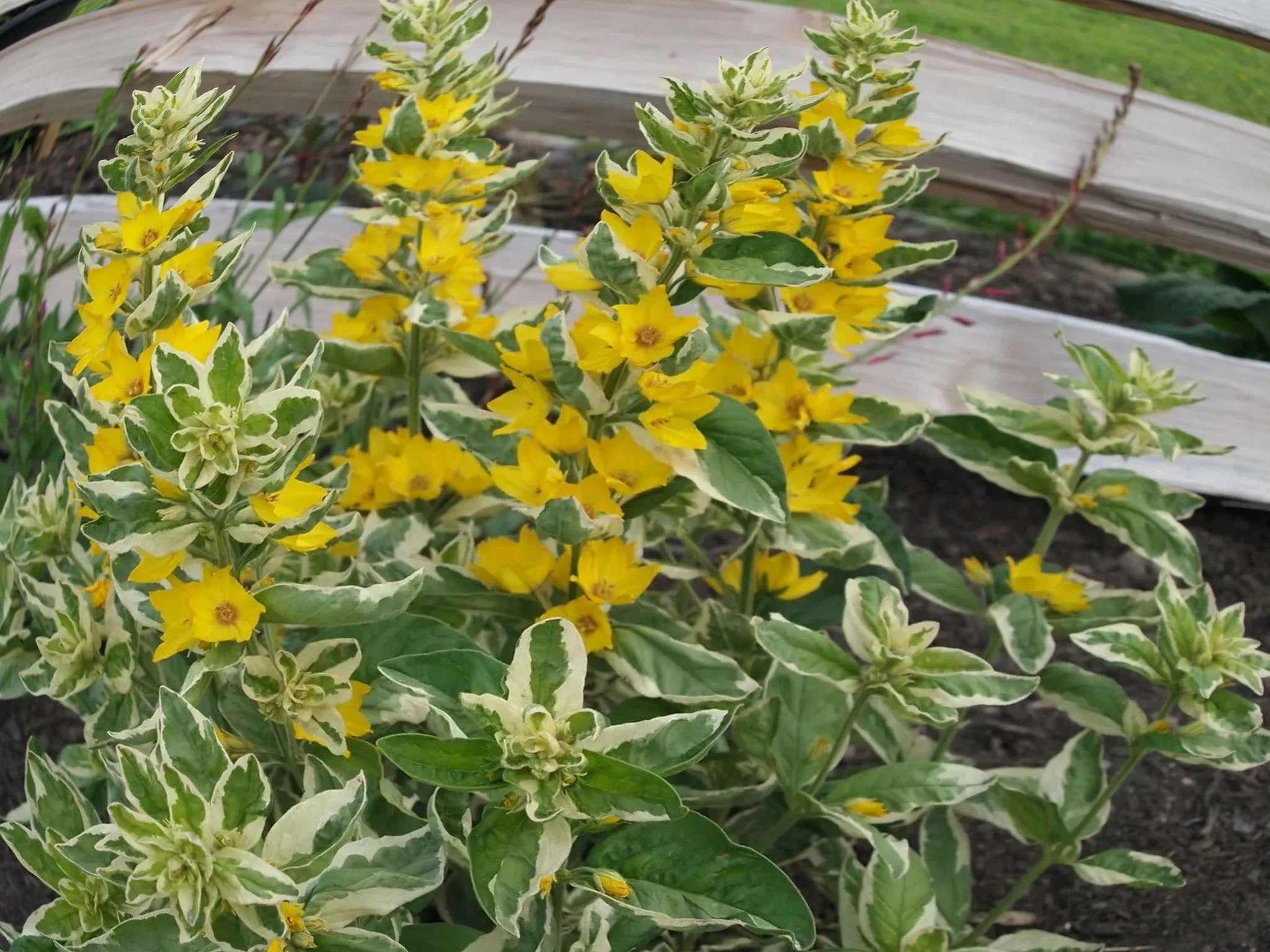 Вербейник точечный "Александр" - 2 изображение