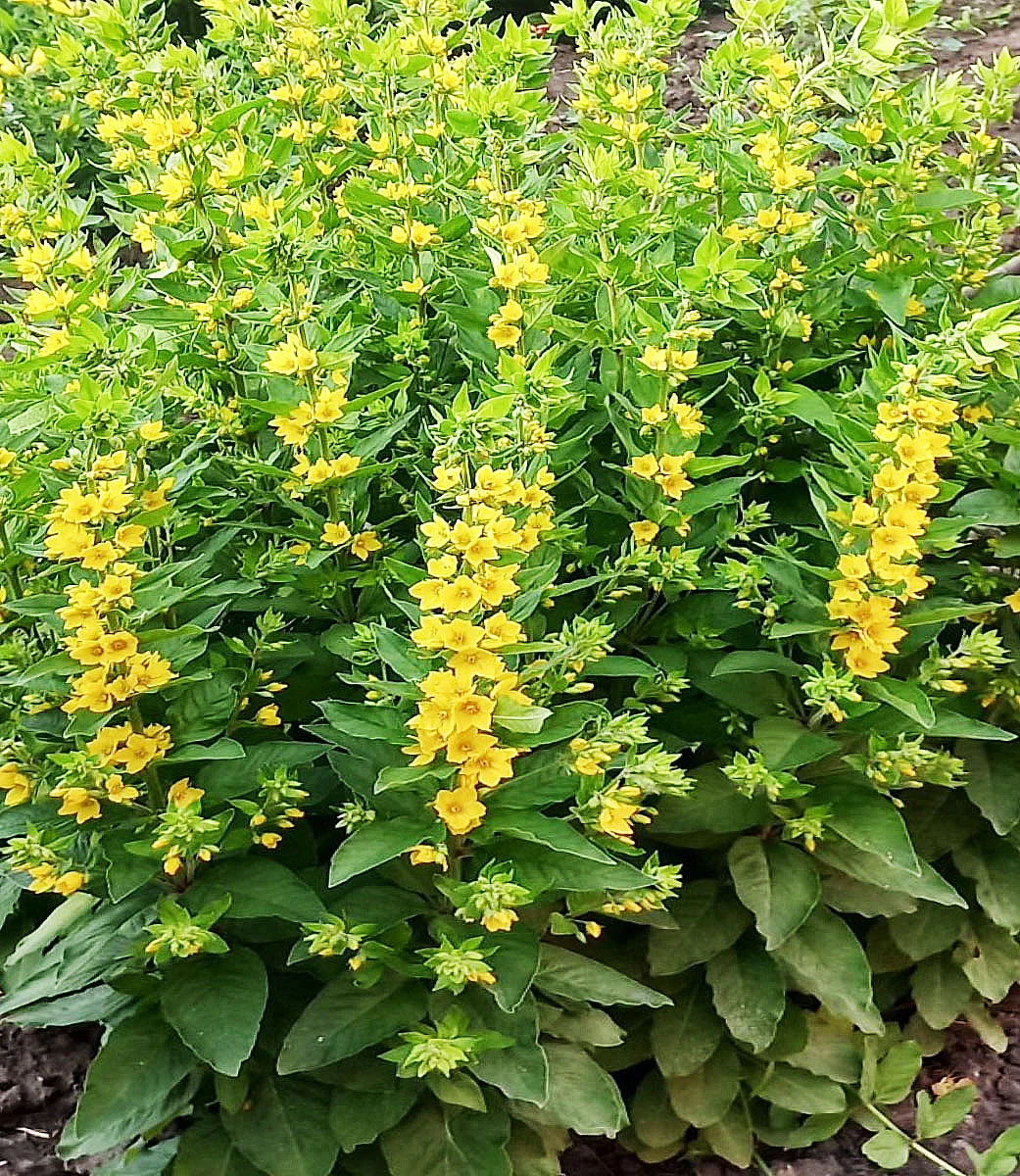 Вербейник точечный