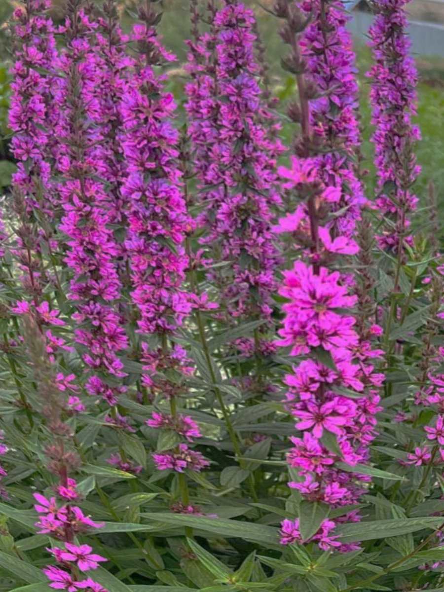 Дербенник иволистный