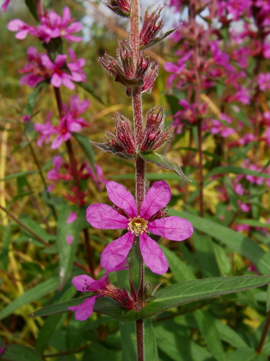Дербенник иволистный - 2 изображение