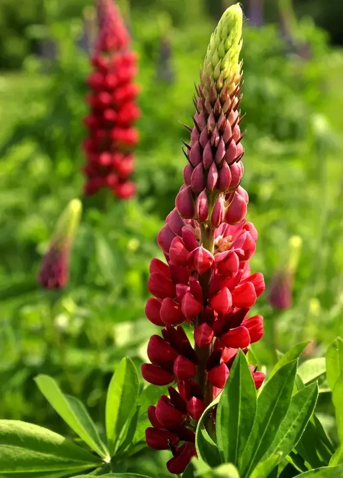 Люпин многолистный "Май Кастл"