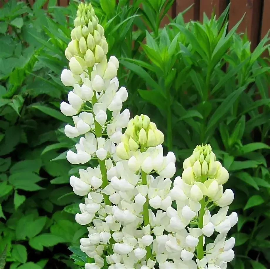 Люпин многолистный "Нобл Мейден"