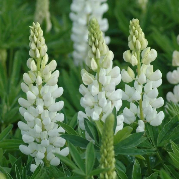 Люпин многолистный "Нобл Мейден" - 2 изображение