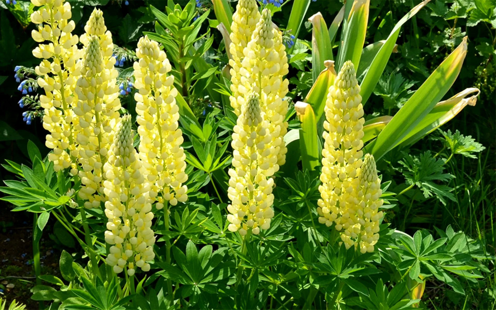 Люпин многолистный "Шандэлье"