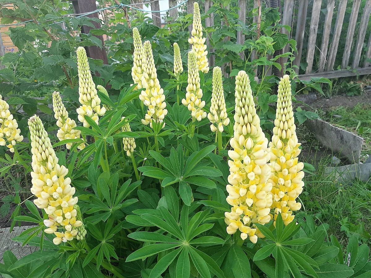 Люпин многолистный "Шандэлье" - 2 изображение