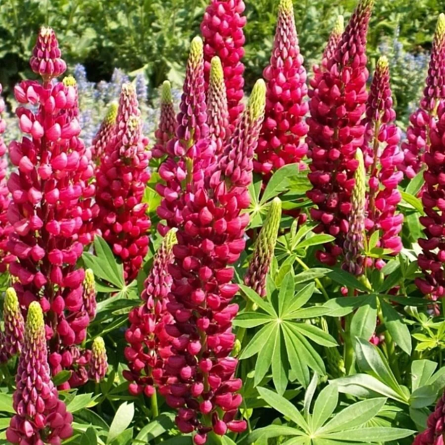 Люпин многолистный "Зе Пейджиз"