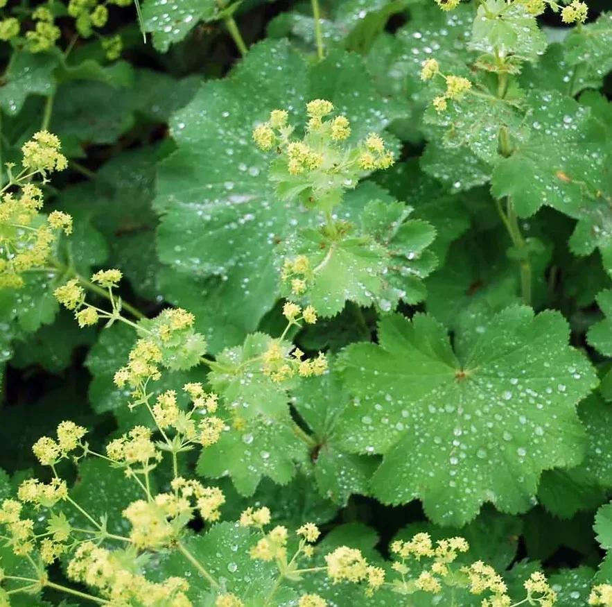 Манжетка мягкая