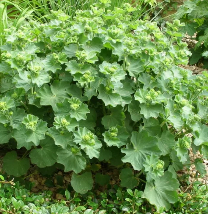 Манжетка мягкая - 2 изображение