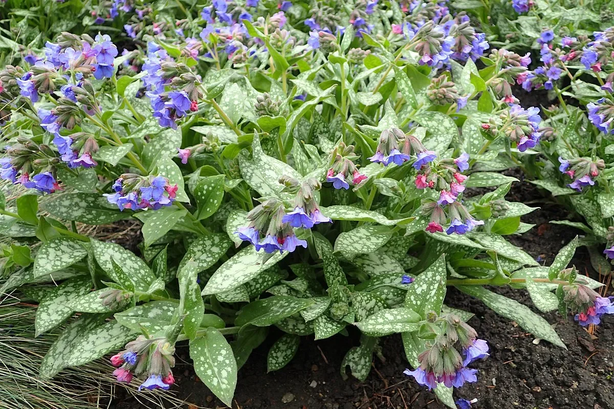 Медуница гибридная "Смоки Блу"