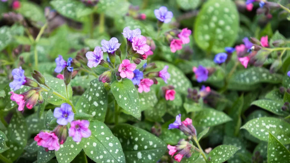 Медуница гибридная "Смоки Блу" - 2 изображение