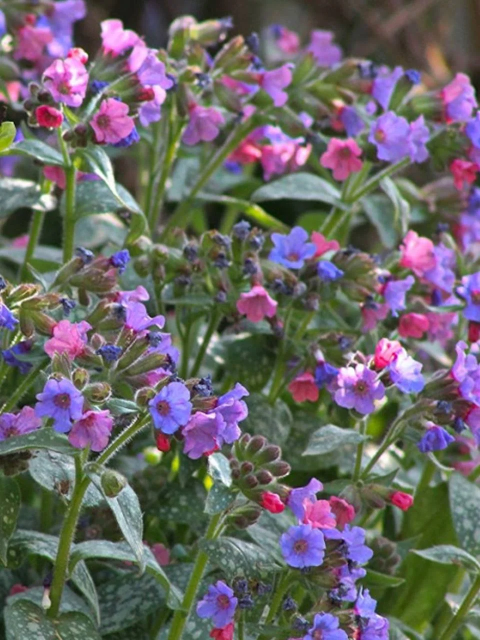 Медуница сахарная