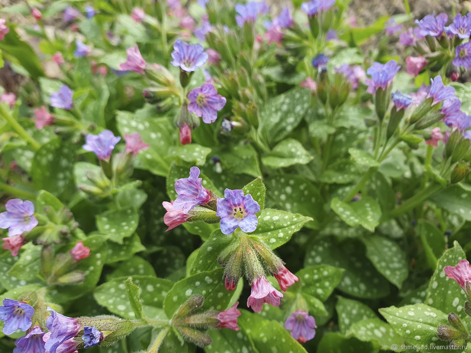 Медуница сахарная - 2 изображение