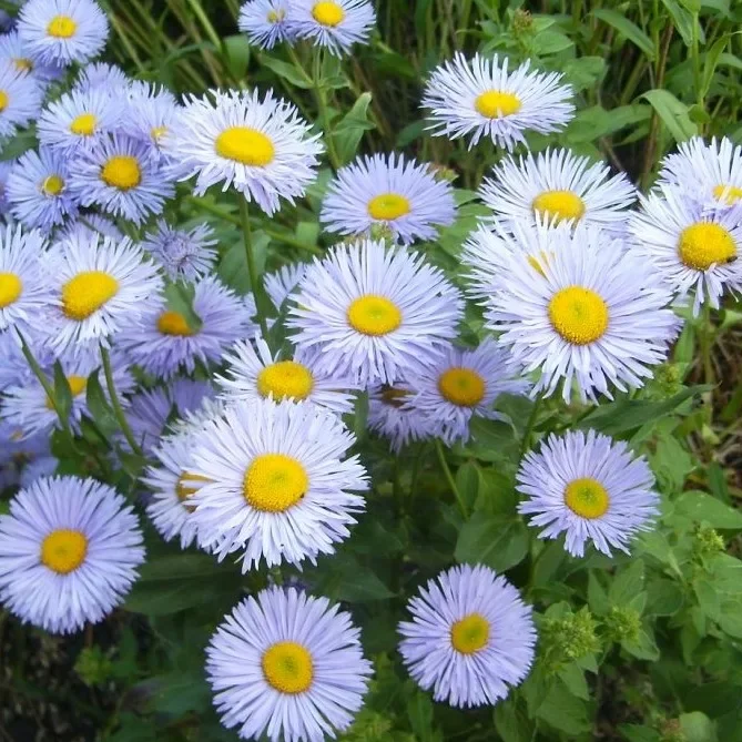 Мелколепестник альпийский - 2 изображение