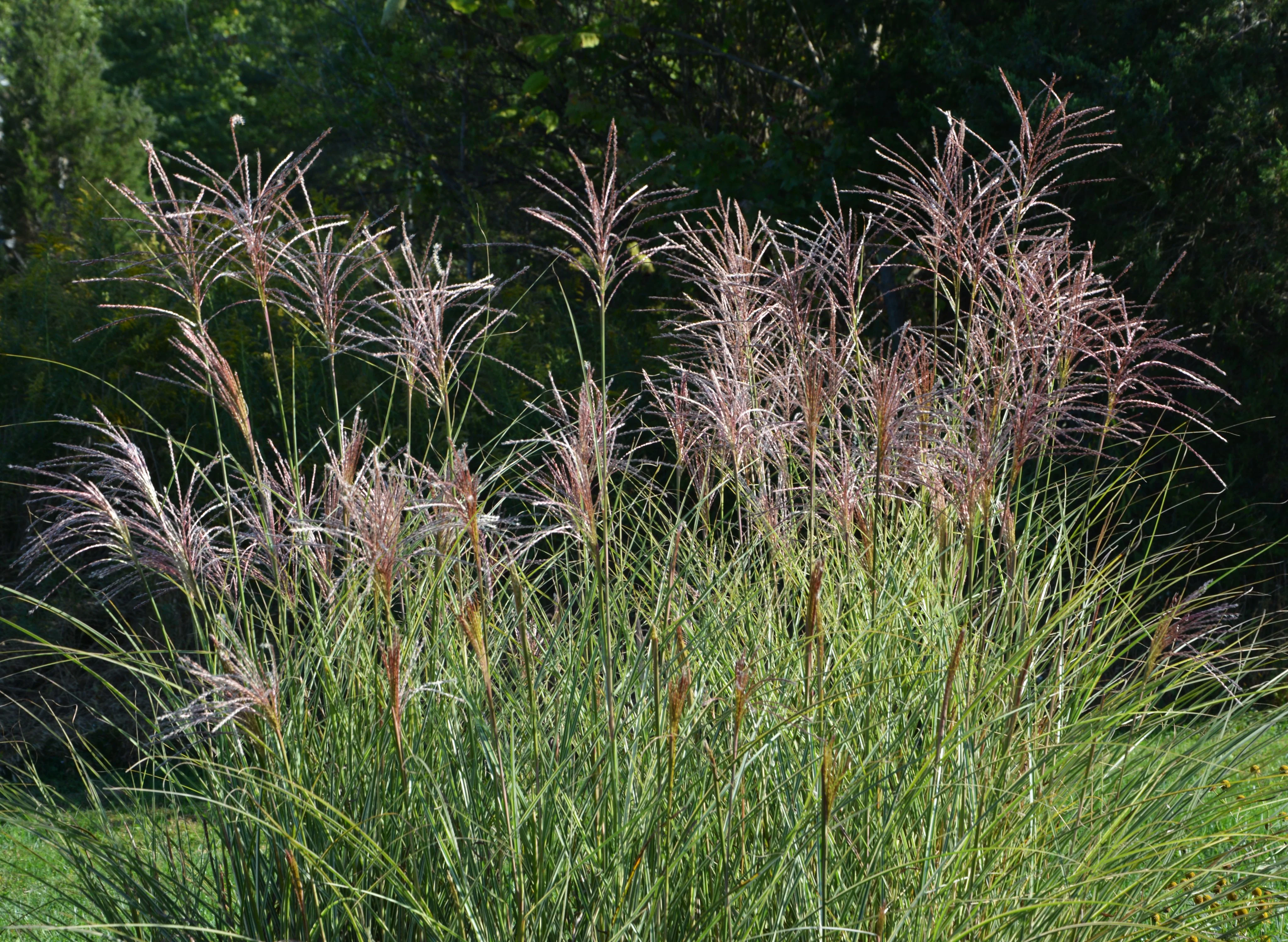 Мискантус Китайский