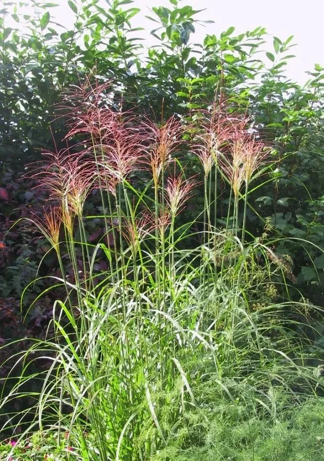 Мискантус Китайский - 2 изображение