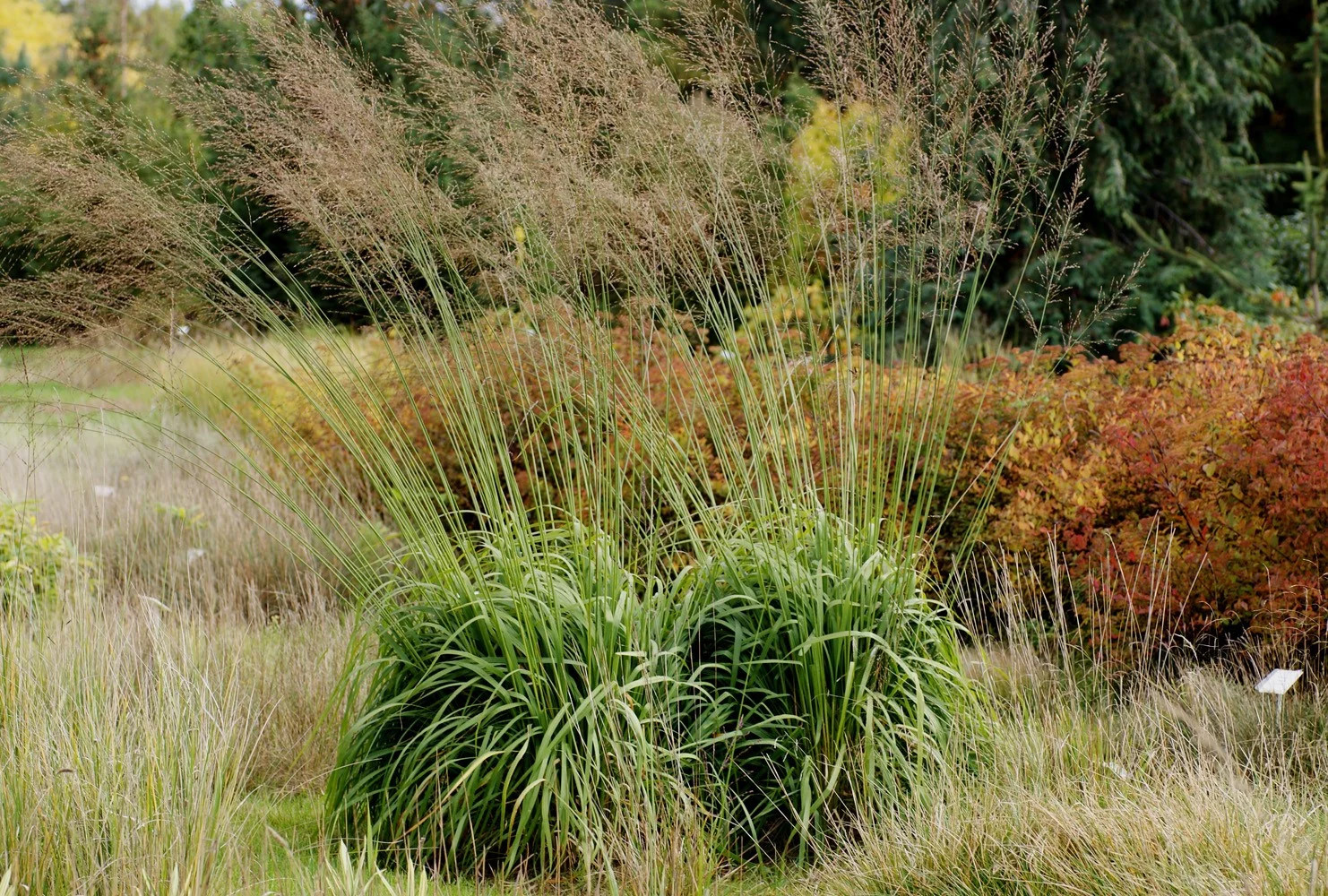 Молиния тростниковая "Фонтан"