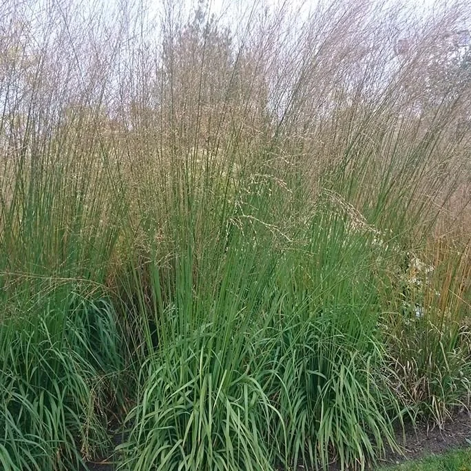 Молиния тростниковая "Фонтан" - 2 изображение