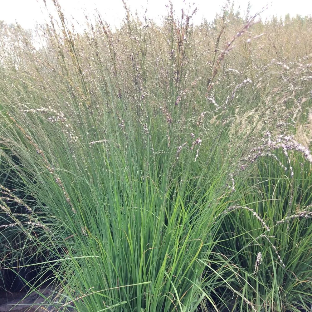 Молиния голубая - 2 изображение