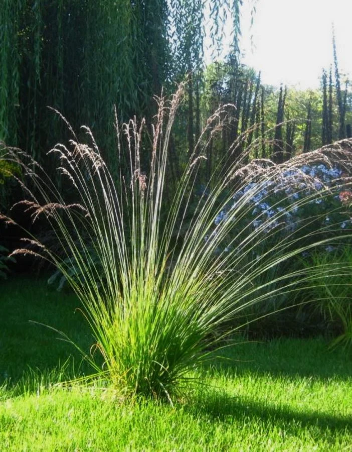 Молиния голубая "Эдит Дудзус"