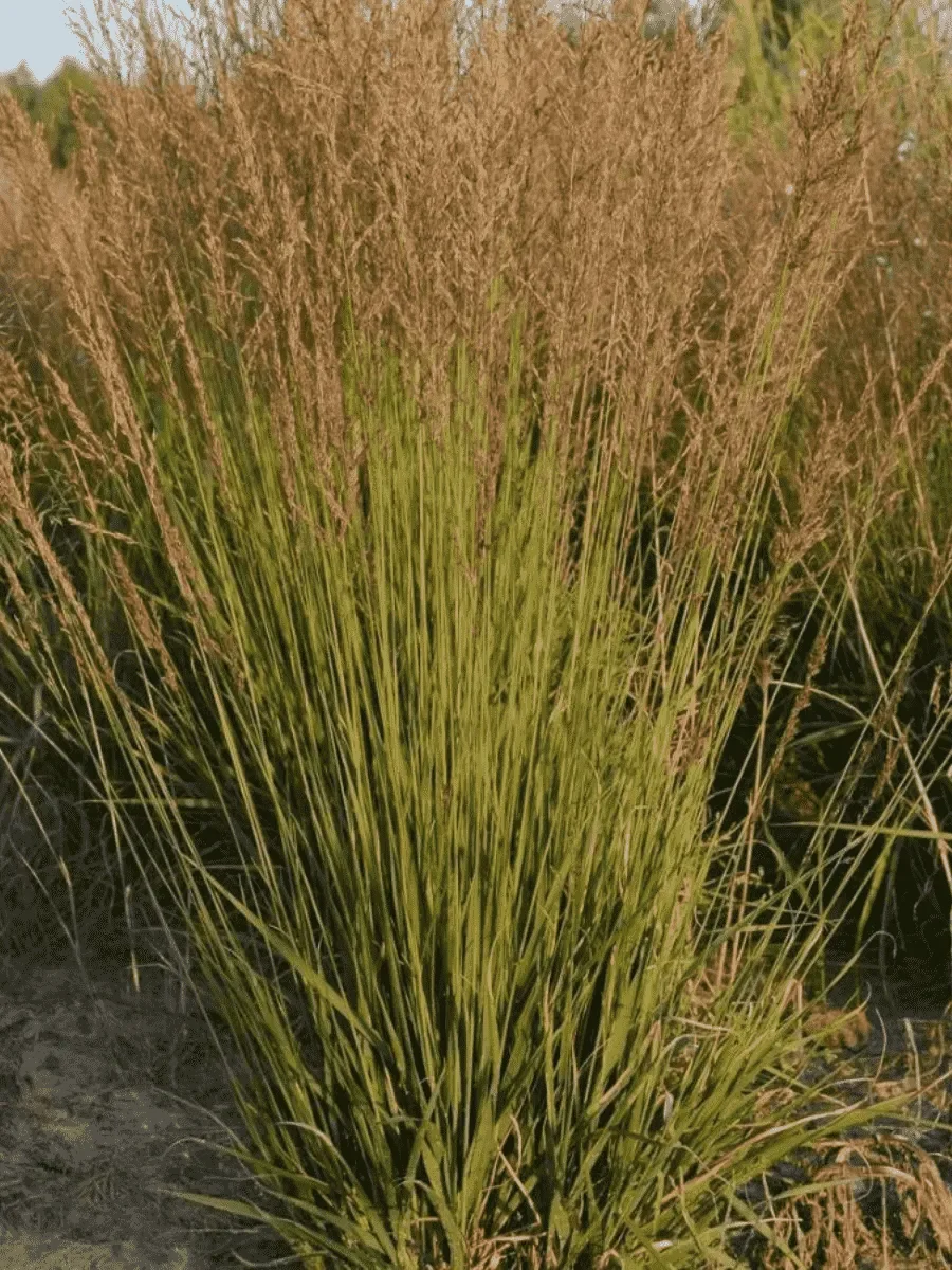 Молиния голубая "Хайдебраут"