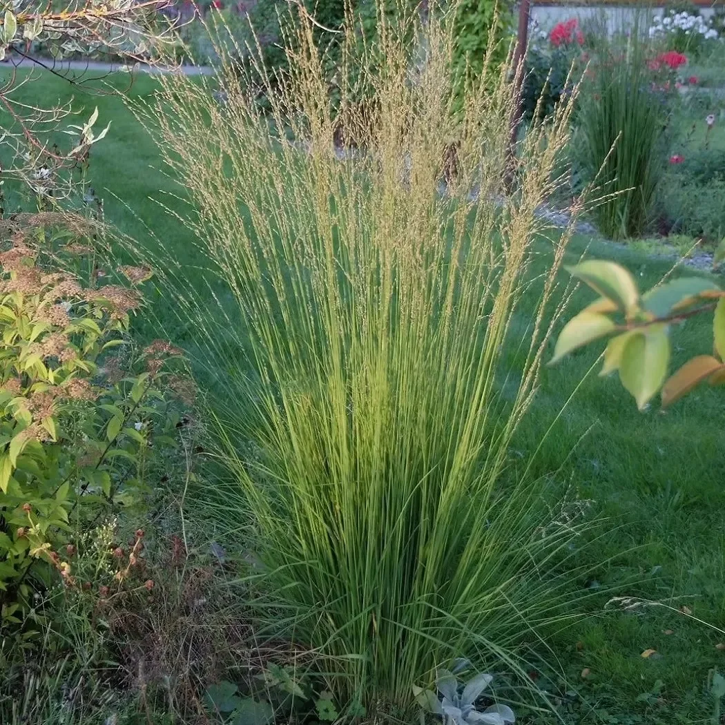 Молиния голубая "Хайдебраут" - 2 изображение