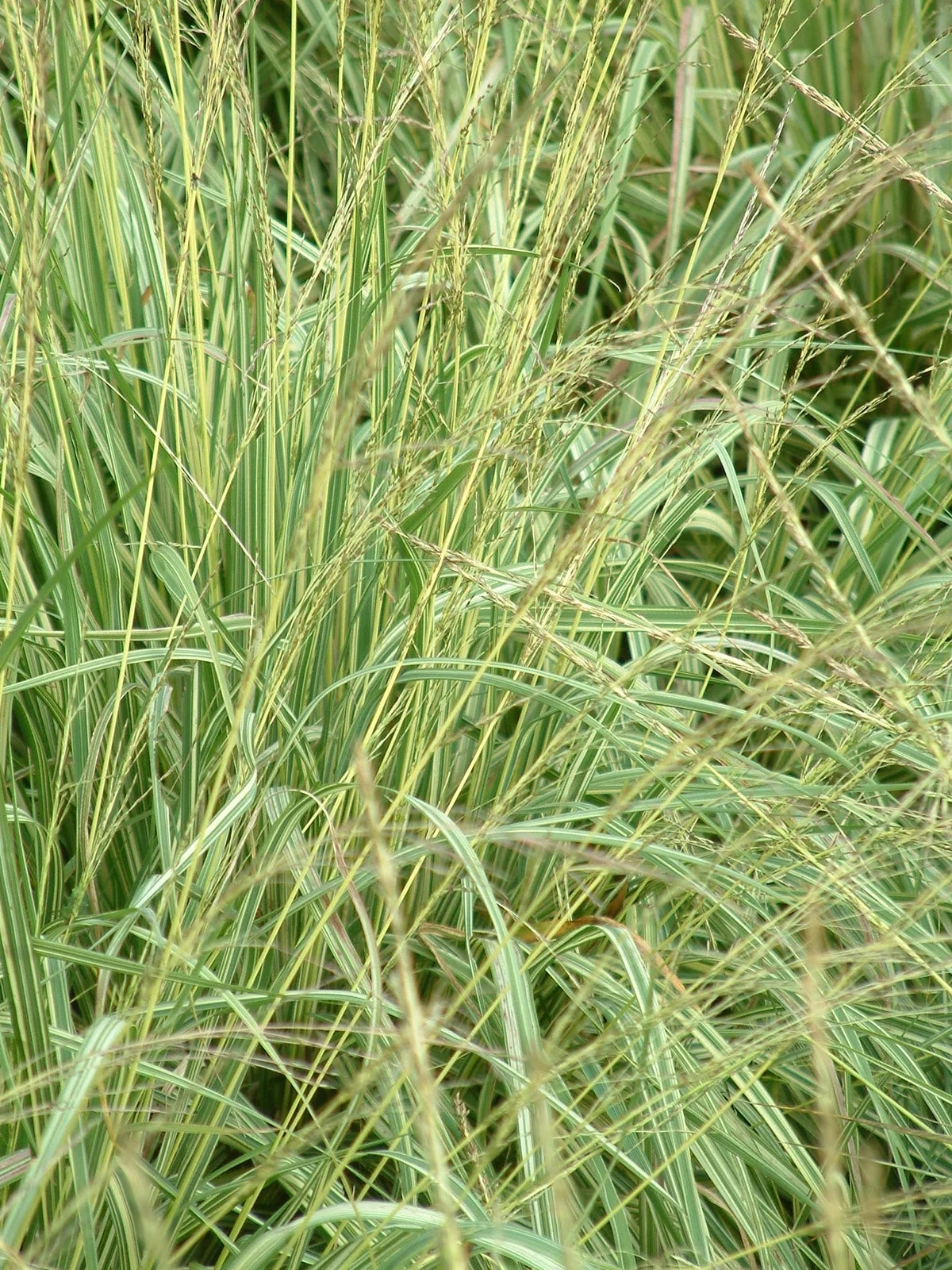  Молиния голубая Вариегата