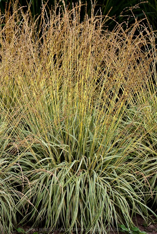  Молиния голубая Вариегата - 2 изображение