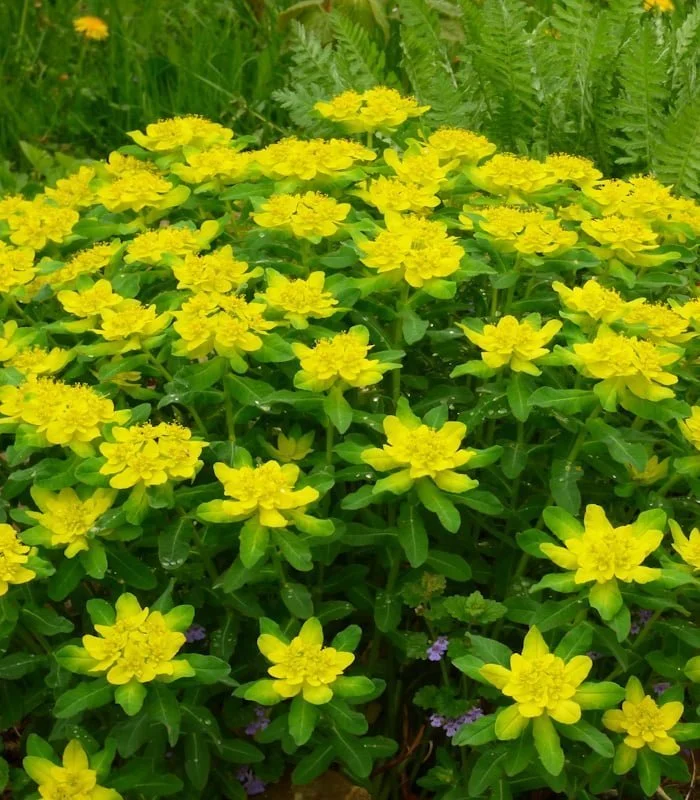 Молочай многоцветковый