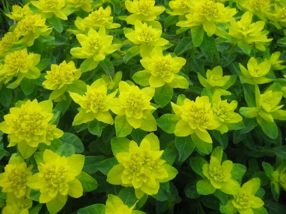 Молочай многоцветковый - 2 изображение