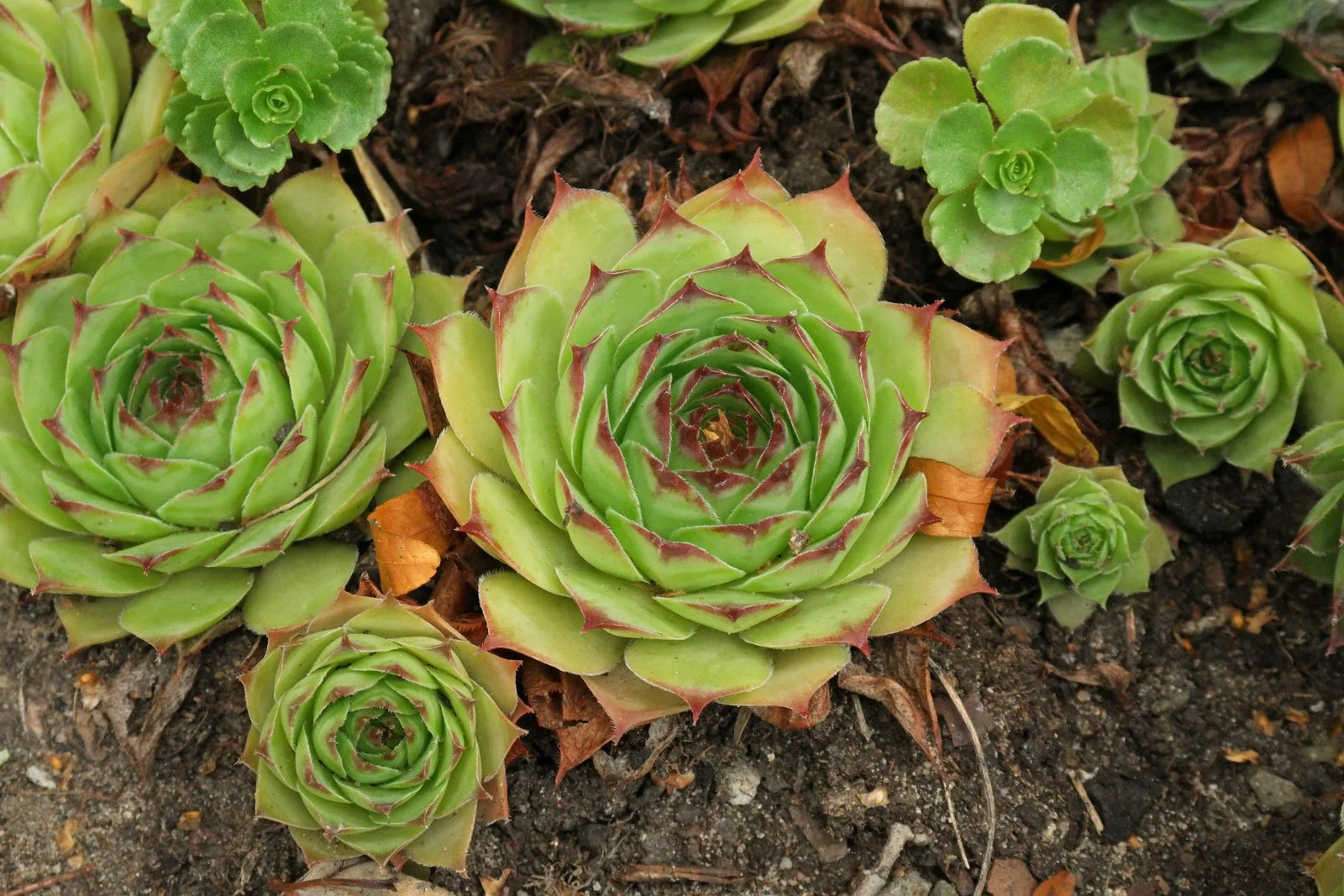 Молодило кровельное - 2 изображение