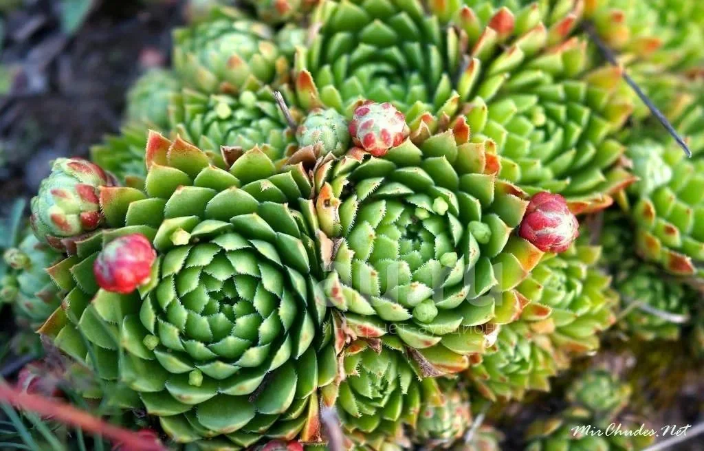 Молодило кровельное