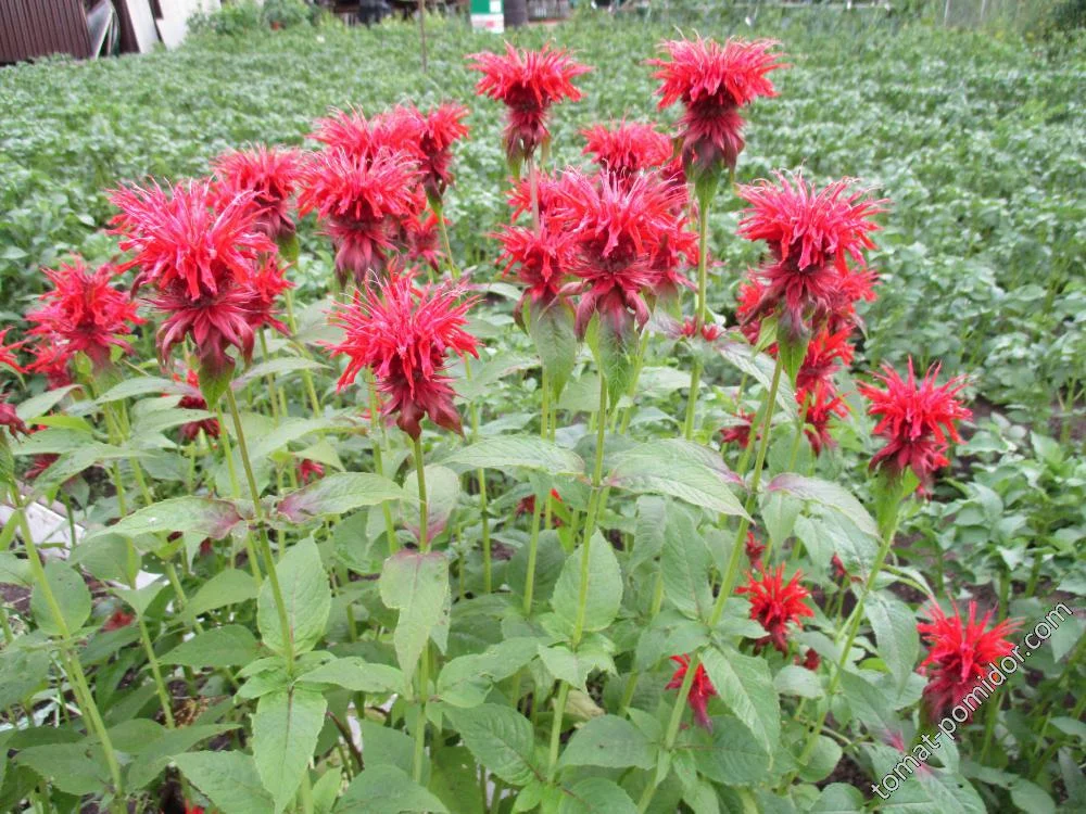 Монарда гибридная "Панорама Ред"