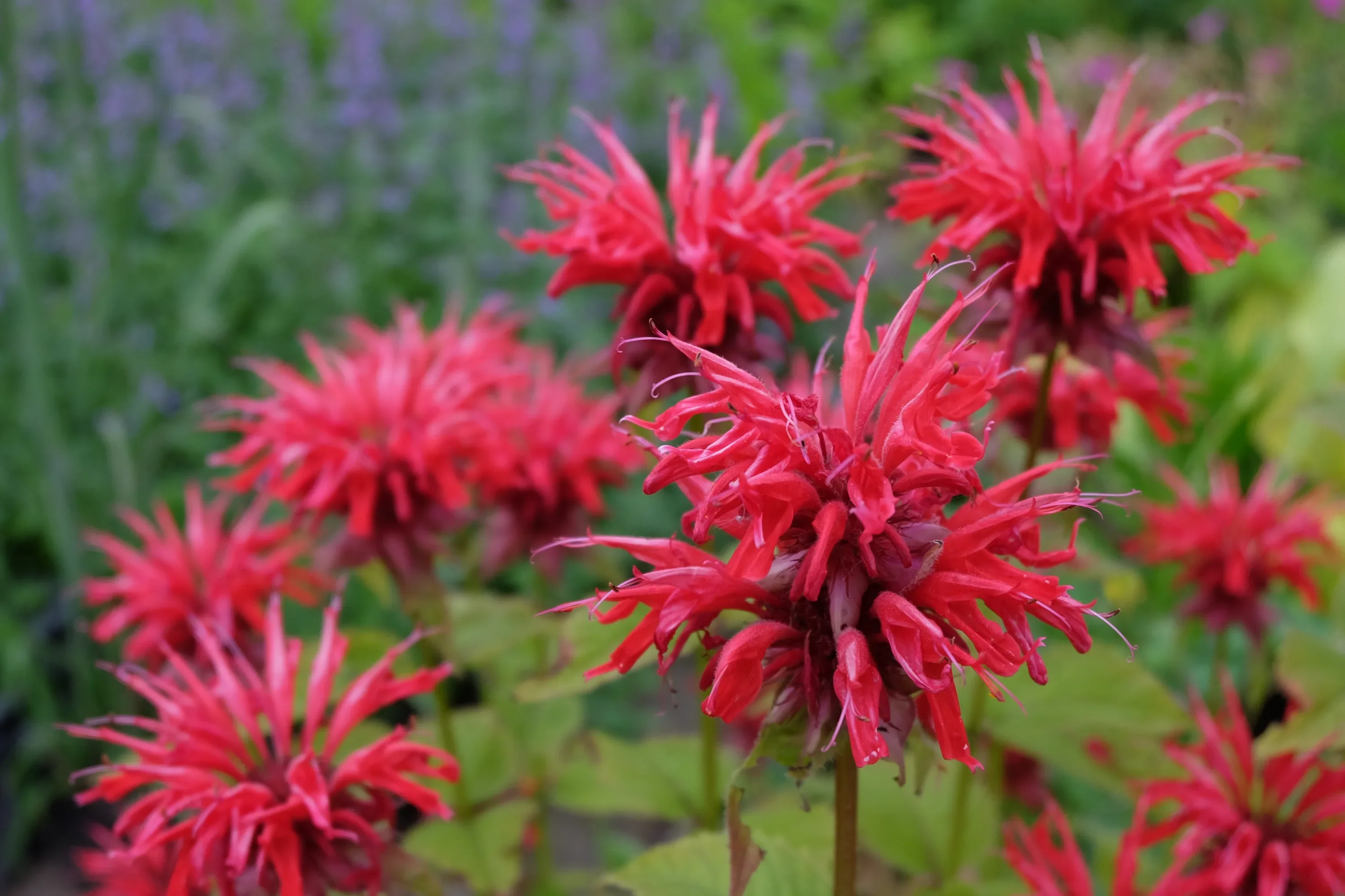 Монарда гибридная "Панорама Ред" - 2 изображение