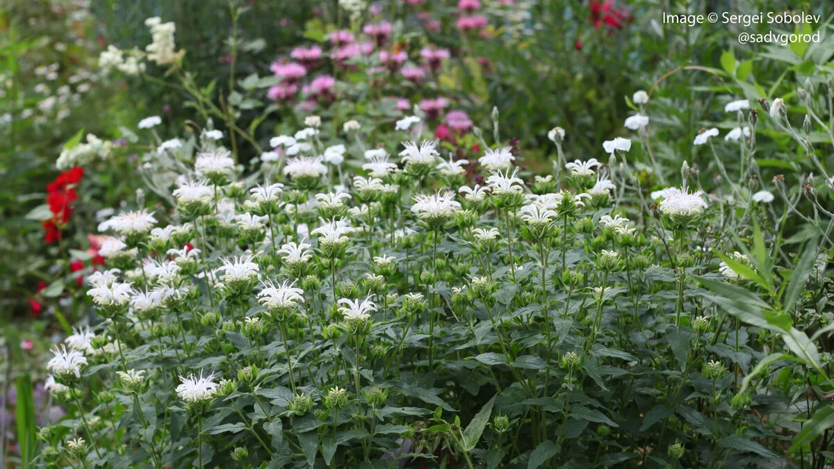 Монарда гибридная "Шнеевитхен"