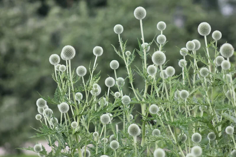 Мордовник баннатский "Стар Фрост" - 2 изображение