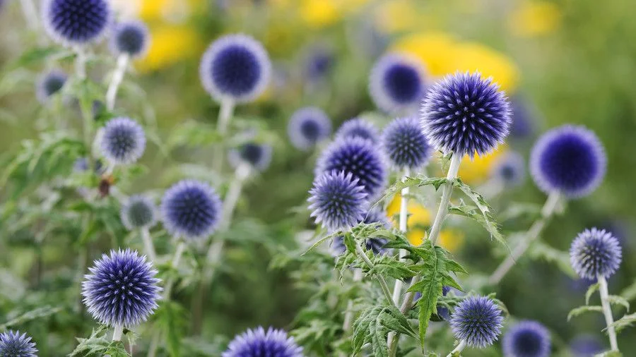 Мордовник обыкновенный