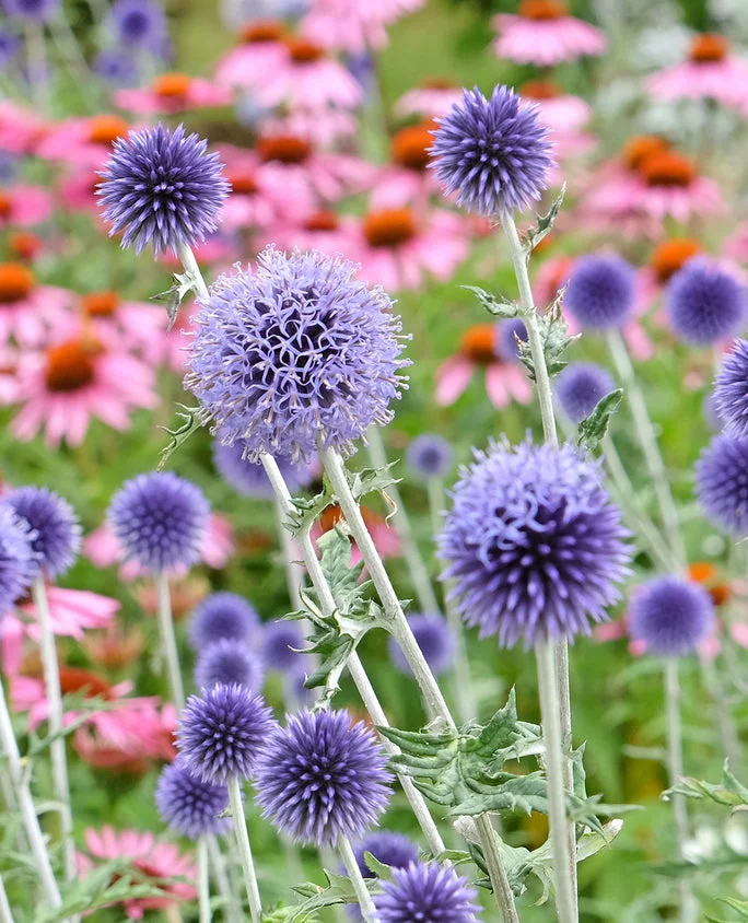 Мордовник обыкновенный - 2 изображение