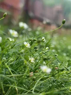 Мшанка шиловидная