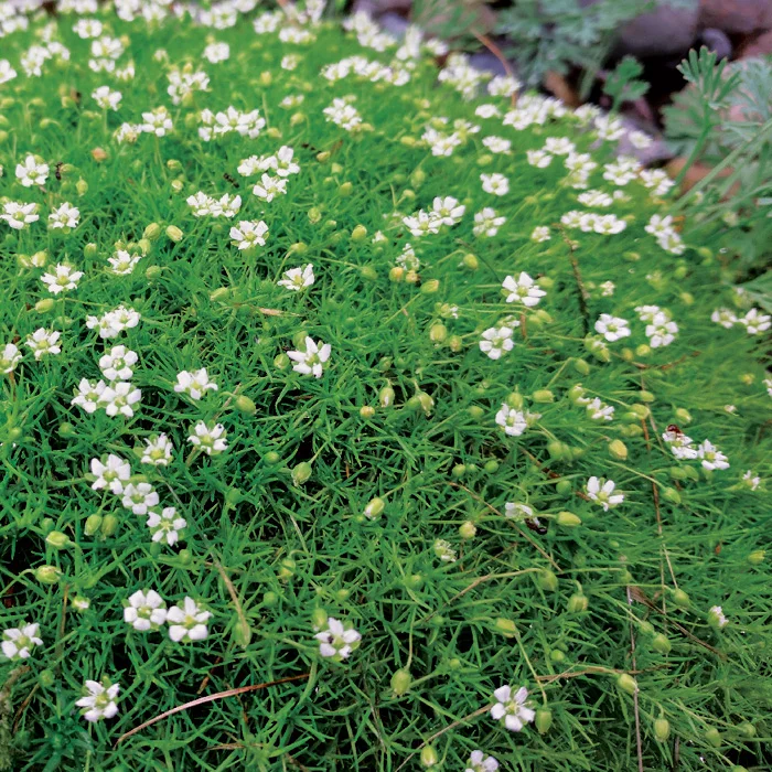 Мшанка шиловидная - 2 изображение