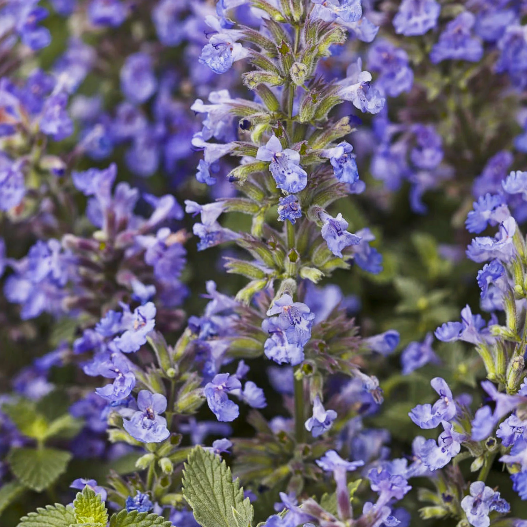 Котовник Фассена "Кэтс Мэоу" - 2 изображение