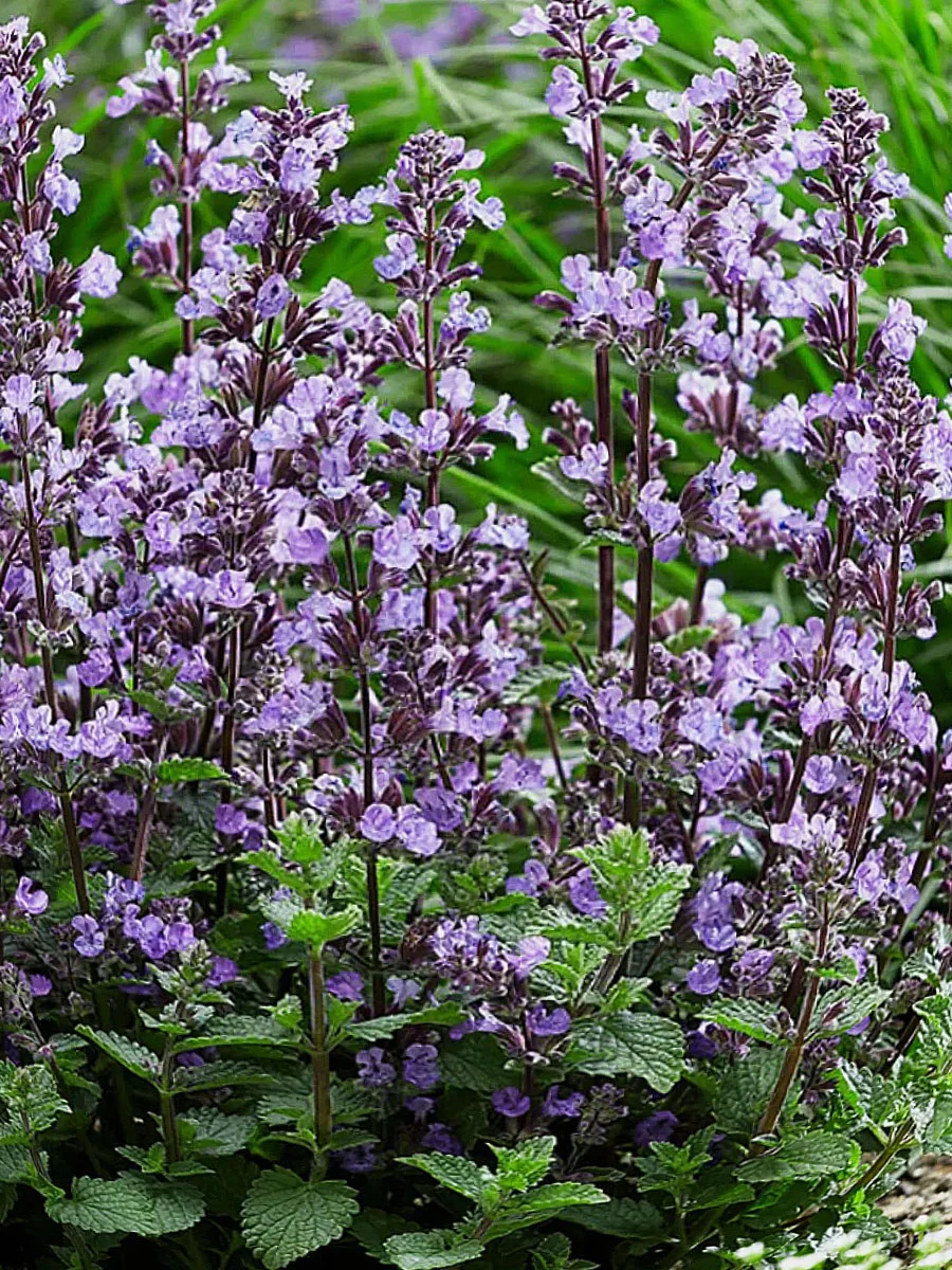 Котовник Фассена "Кит Кат"