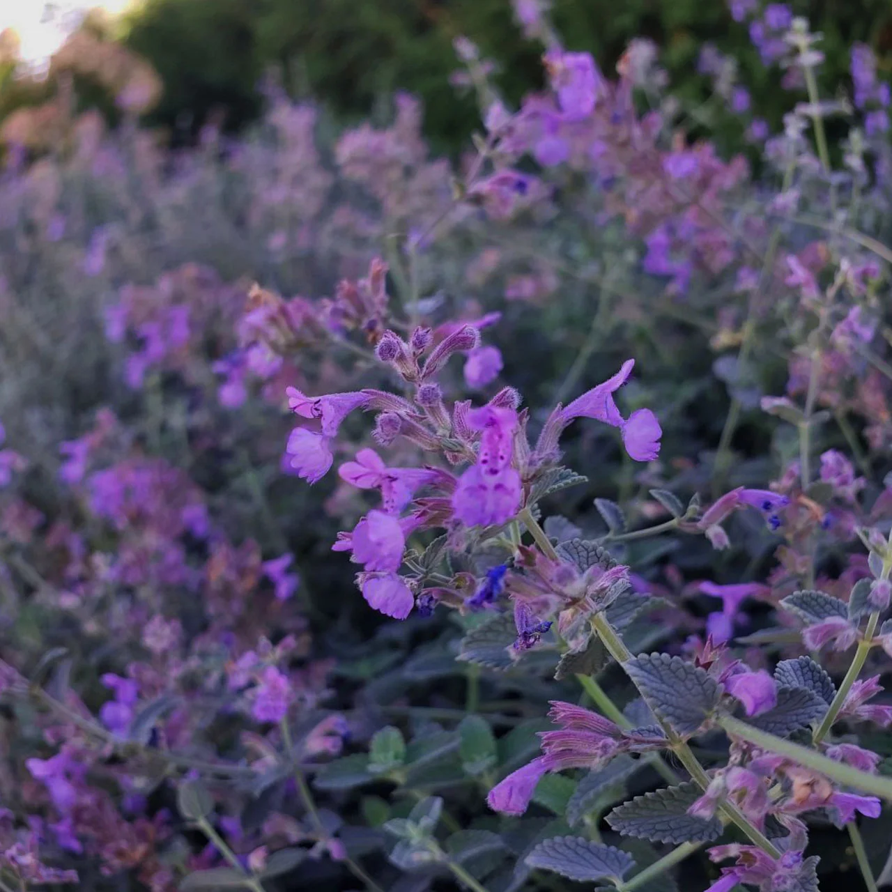 Котовник Фассена "Кит Кат" - 2 изображение